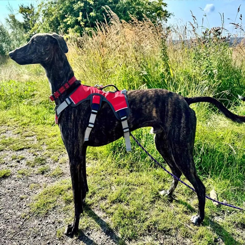 Waterproof Reflective Dog Harness – FlexPort™