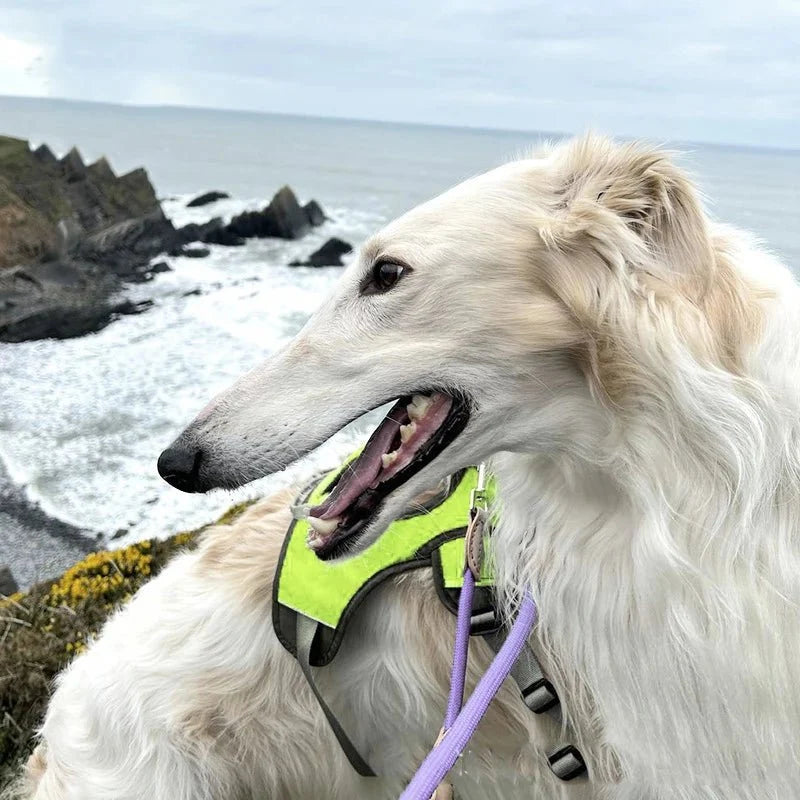 Waterproof Reflective Dog Harness – FlexPort™